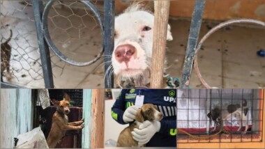 Rescatan a cuatro lomitos en situación de descuido en Juan Pablo II