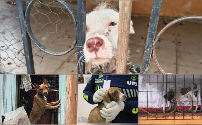 Rescatan a cuatro lomitos en situación de descuido en Juan Pablo II