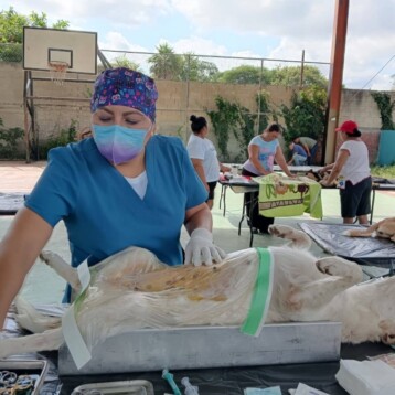 Esterilizan perros y gatos en 20 municipios