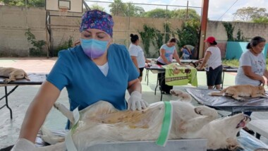 Esterilizan perros y gatos en 20 municipios