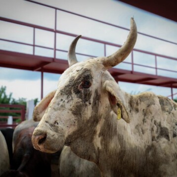 Refuerzan infraestructura ganadera de Cenotillo