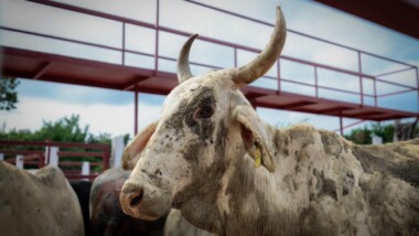 Refuerzan infraestructura ganadera de Cenotillo