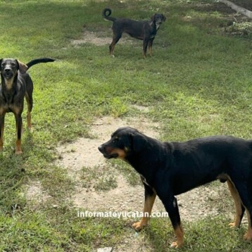 Yucatán, primer lugar en maltrato animal