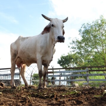 Mérida y Tizimín, lideran casos de gusano barrenador