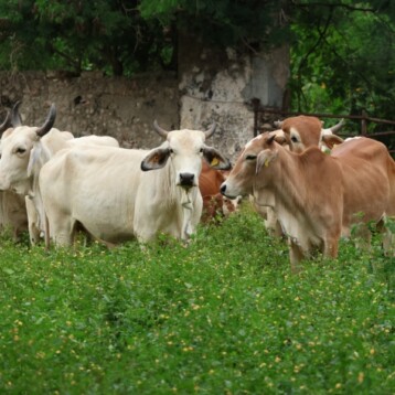 Ocho municipios yucatecos libres del gusano barrenador
