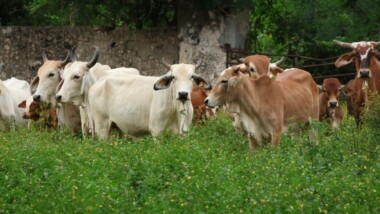 Ocho municipios yucatecos libres del gusano barrenador