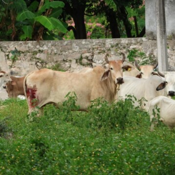 Yucatán con más de 1,500 casos de miasis