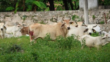 Yucatán con más de mil 500 casos de miasis