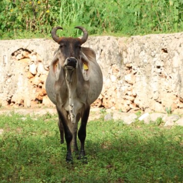 Siete municipios libres de miasis