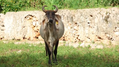 Siete municipios libres de miasis