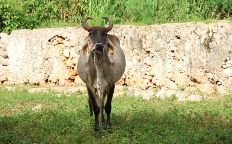 Siete municipios libres de miasis
