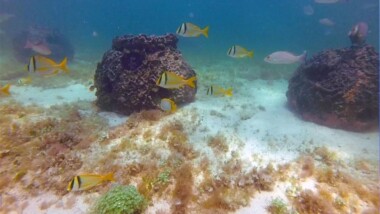 Inicia instalación del primer arrecife artificial en Río Lagartos