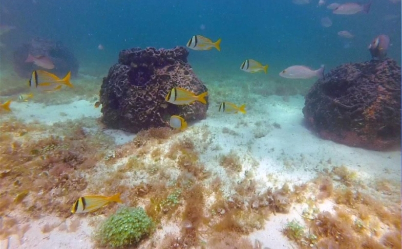 Inicia instalación del primer arrecife artificial en Río Lagartos