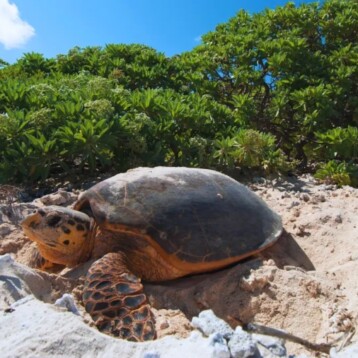 Protegen litoral yucateco por temporada de anidación de tortugas