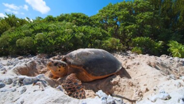 Protegen litoral yucateco por temporada de anidación de tortugas