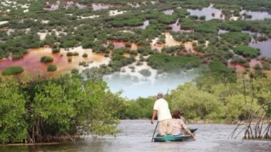Blindan El Palmar en Celestún