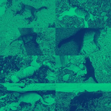 Indignación en San José Tzal: denuncian envenenamiento de animales domésticos