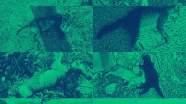 Indignación en San José Tzal: denuncian envenenamiento de animales domésticos