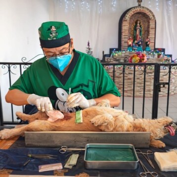 Refuerzan en Yucatán el control poblacional de perros y gatos