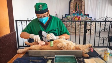 Yucatán apuesta al control poblacional canino y felino