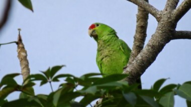 Rifa con causa: ayuda a loros a volar libremente