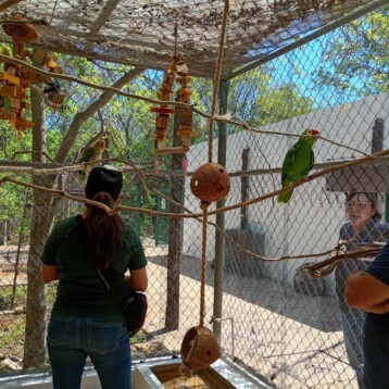 Proyecto Santa María abre refugio para loros al público