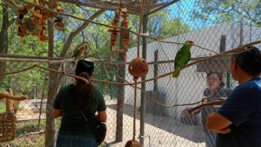 Proyecto Santa María abre refugio para loros al público