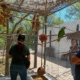 Proyecto Santa María abre refugio para loros al público