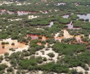 Blindan El Palmar en Celestún