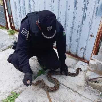 ¡Susto en Progreso!