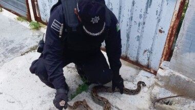 ¡Susto en Progreso!