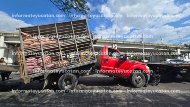 Cochinitos terminan “puch” en Periférico