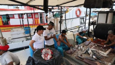 Arranca temporada de mero en Yucatán con llamado a pesca responsable
