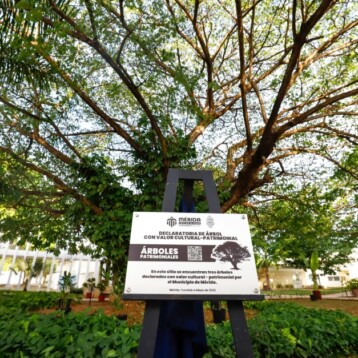 Mérida protege 174 árboles como Patrimonio Verde