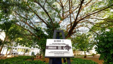 Mérida protege 174 árboles como Patrimonio Verde
