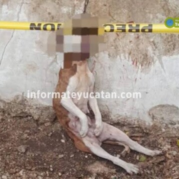 Conmoción en Tixkokob por “muerte” de un lomito
