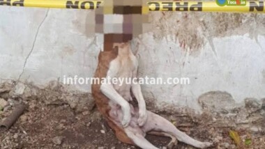 Investigan “muerte” de lomito en Tixkokob
