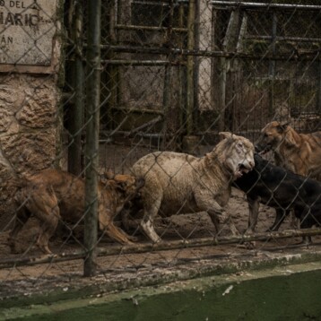 Feroz ataque en el Centenario: jauría mata a seis animales dentro del zoológico