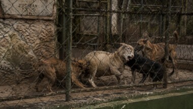 Feroz ataque en el Centenario: jauría mata a seis animales dentro del zoológico