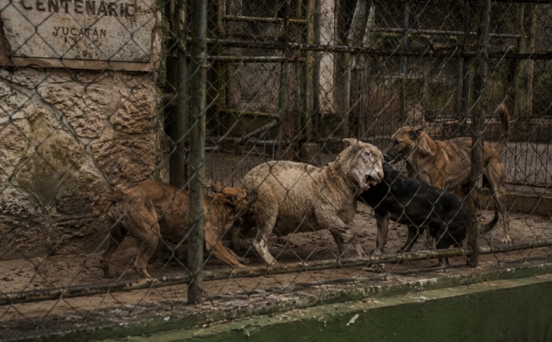 Feroz ataque en el Zoológico de Mérida