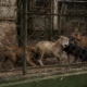 Feroz ataque en el Zoológico de Mérida