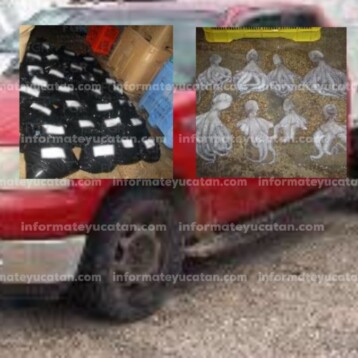 Vinculan a proceso a yucatecos por transportar pulpo en veda
