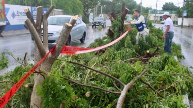 Investigan ecocidio en Circuito Colonias