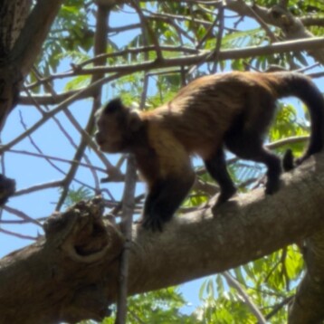Mono capuchino escapa del Zoológico Centenario