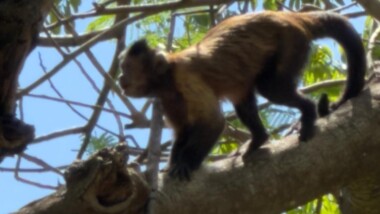 Mono capuchino escapa del Zoológico Centenario