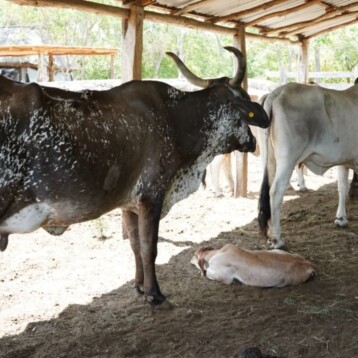 Nacen primeros becerros del programa de inseminación artificial