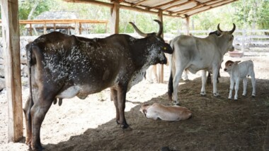 Nacen primeros becerros del programa de inseminación artificial