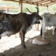 Nacen primeros becerros del programa de inseminación artificial