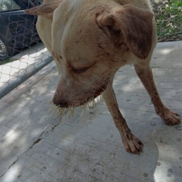 Rescatan a perro con púas incrustadas en el cuerpo