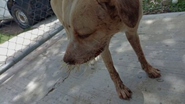 Rescatan a perro con púas incrustadas en el cuerpo